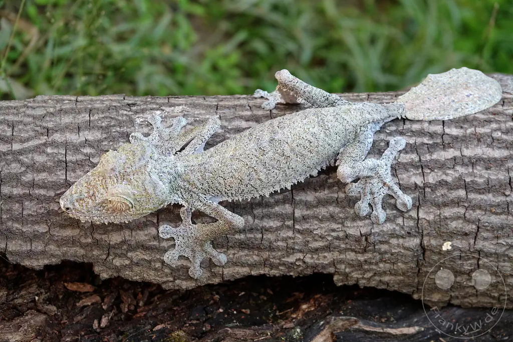 Madagaskar - Anjiro - Réserve Peyrieras - Reptilienpark - Uroplatus Giganteus - Riesenblattschwanzgecko