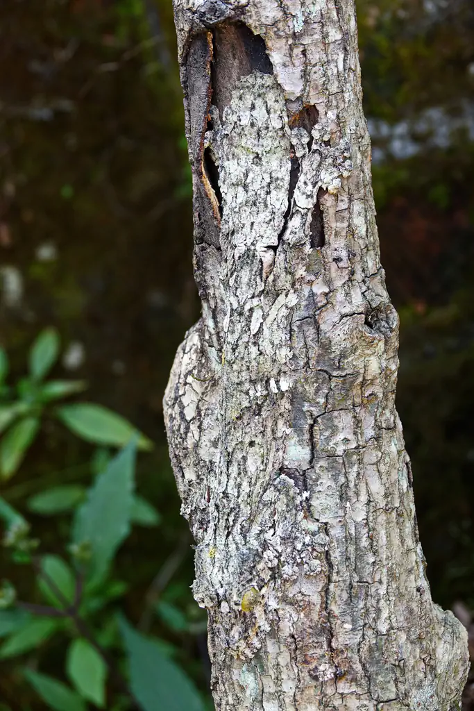 Madagaskar - Anjiro - Réserve Peyrieras - Reptilienpark - Uroplatus sikorae sameiti - Blattschwanzgecko