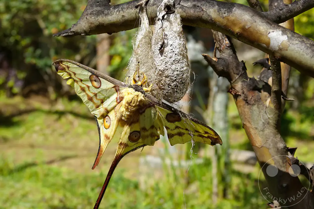 Madagaskar - Anjiro - Réserve Peyrieras - Reptilienpark - Argema mittrei - Kometenfalter