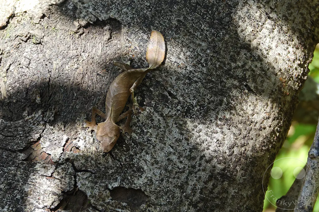 Madagaskar - Anjiro - Réserve Peyrieras - Reptilienpark - Uroplatus phantasticus - Satanischer Blattschwanzgecko