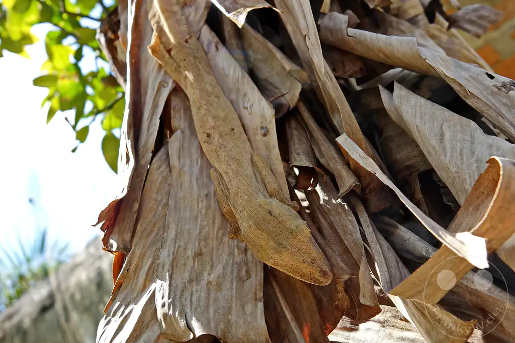 Madagaskar - Anjiro - Réserve Peyrieras - Reptilienpark - Uroplatus lineatus -Gestreifter Blattgecko