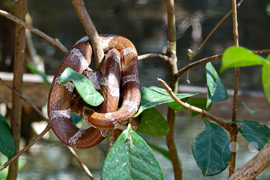 Madagaskar - Anjiro - Réserve Peyrieras - Reptilienpark - Madagaskar-Baumboa (Sanzinia madagascariensis)