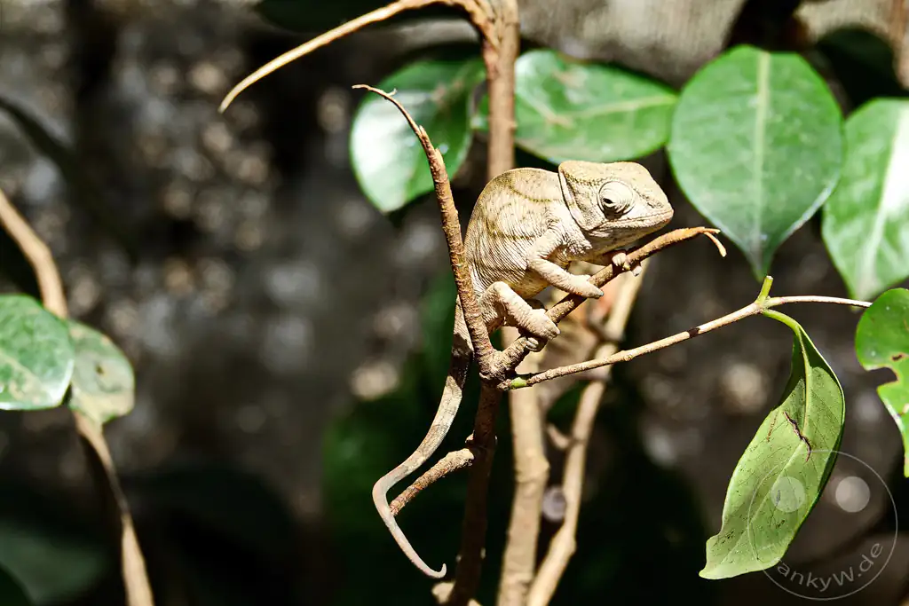 Madagaskar - Anjiro - Réserve Peyrieras - Reptilienpark - Pantherchamäleon