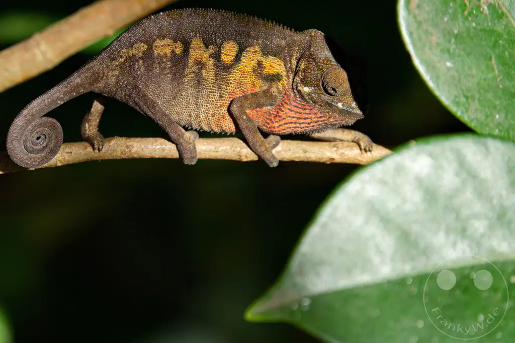 Madagaskar - Anjiro - Réserve Peyrieras - Reptilienpark - Pantherchamäleon