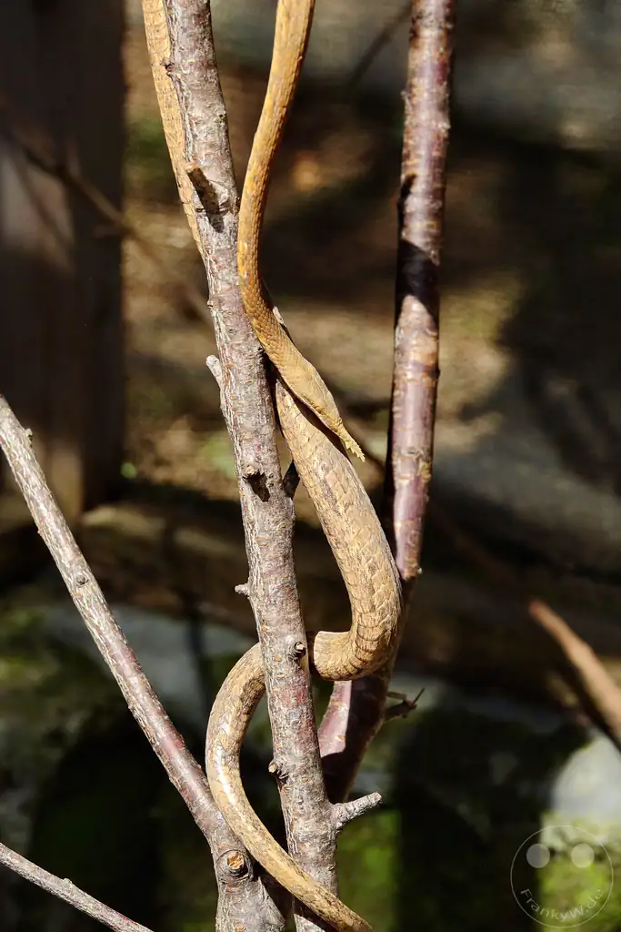Madagaskar - Anjiro - Réserve Peyrieras - Reptilienpark - Blattnasennatter