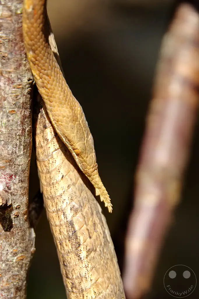 Madagaskar - Anjiro - Réserve Peyrieras - Reptilienpark - Blattnasennatter