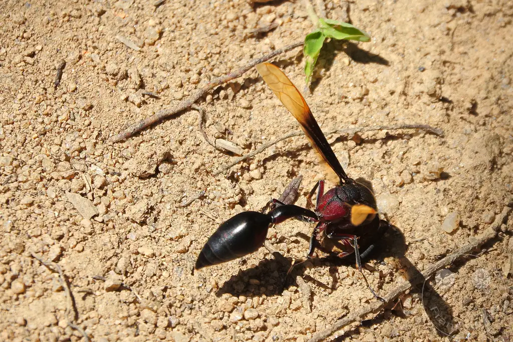 Madagaskar - Anjiro - Réserve Peyrieras - Reptilienpark - Wespe
