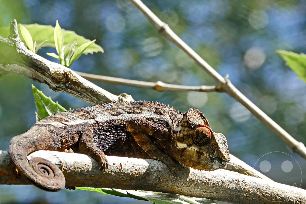 Madagaskar - Anjiro - Réserve Peyrieras - Reptilienpark - Pantherchamäleon