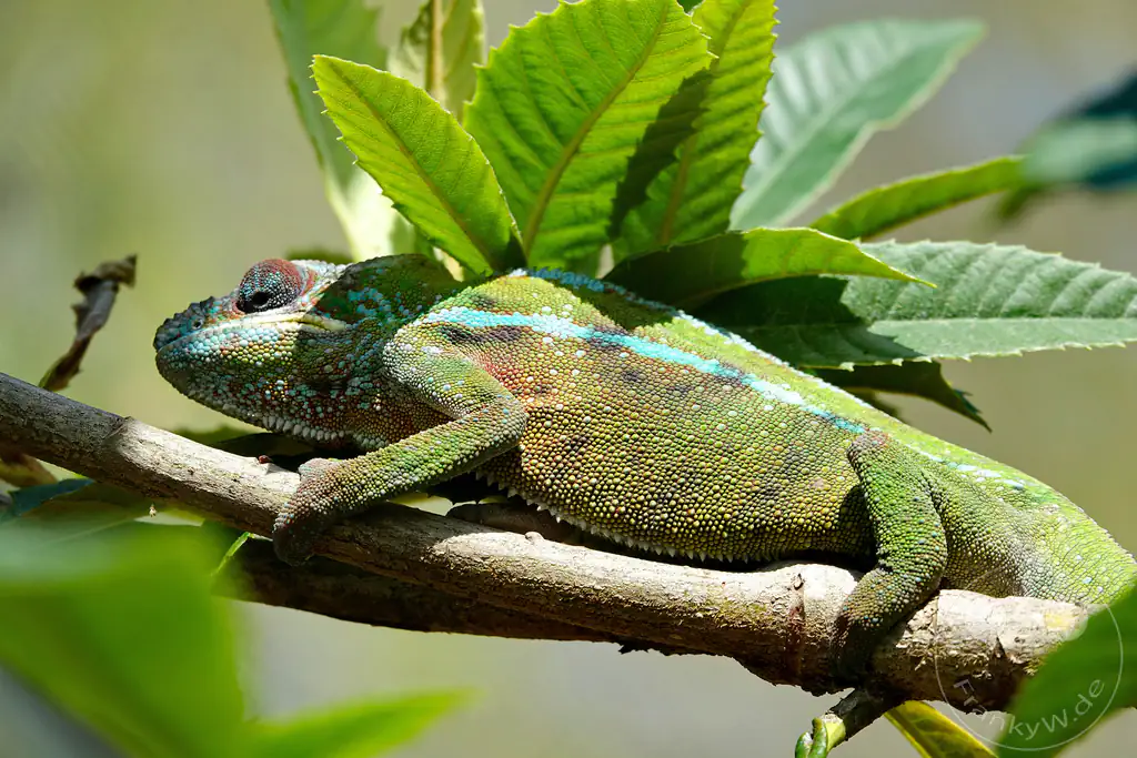 Madagaskar - Anjiro - Réserve Peyrieras - Reptilienpark - Pantherchamäleon