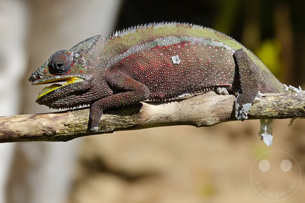 Madagaskar - Anjiro - Réserve Peyrieras - Reptilienpark - Pantherchamäleon