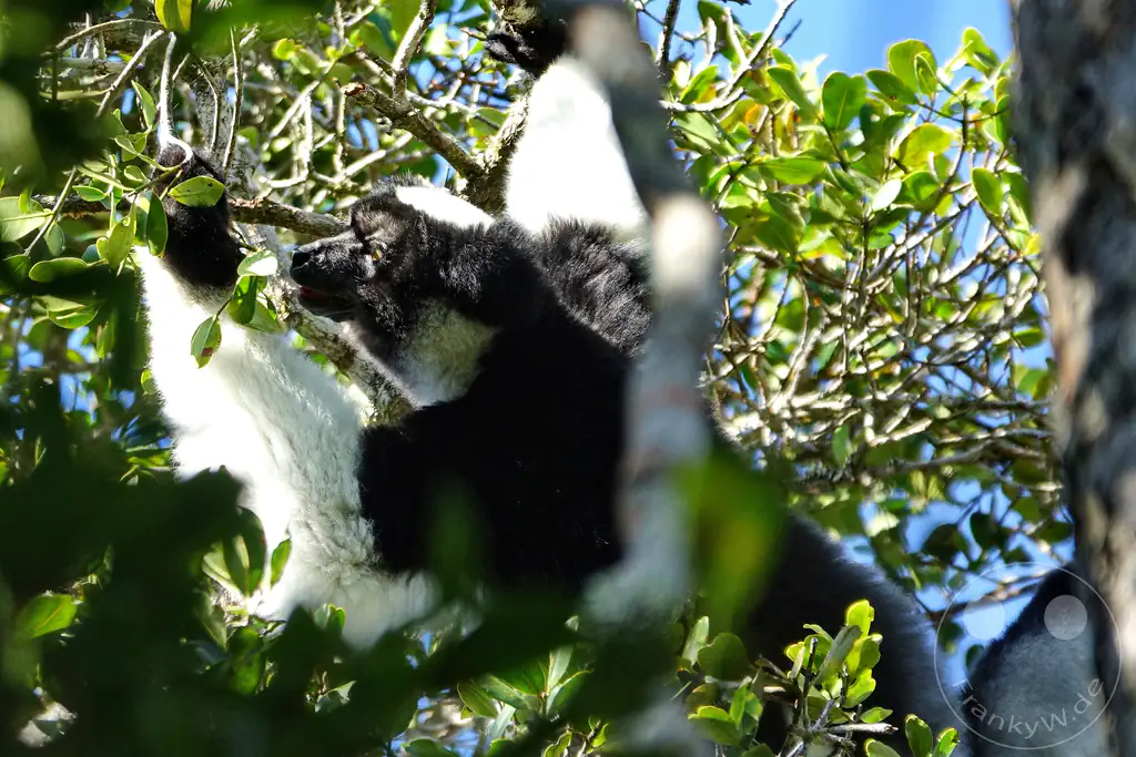 Madagaskar - Andasibe - Nationalpark Réserve spéciale d'Analamazaotra - Lemuren Indri Indri