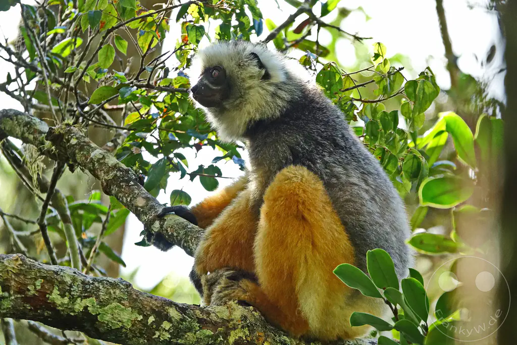 Madagaskar - Andasibe - Nationalpark Réserve spéciale d'Analamazaotra - Lemuren Sifakas