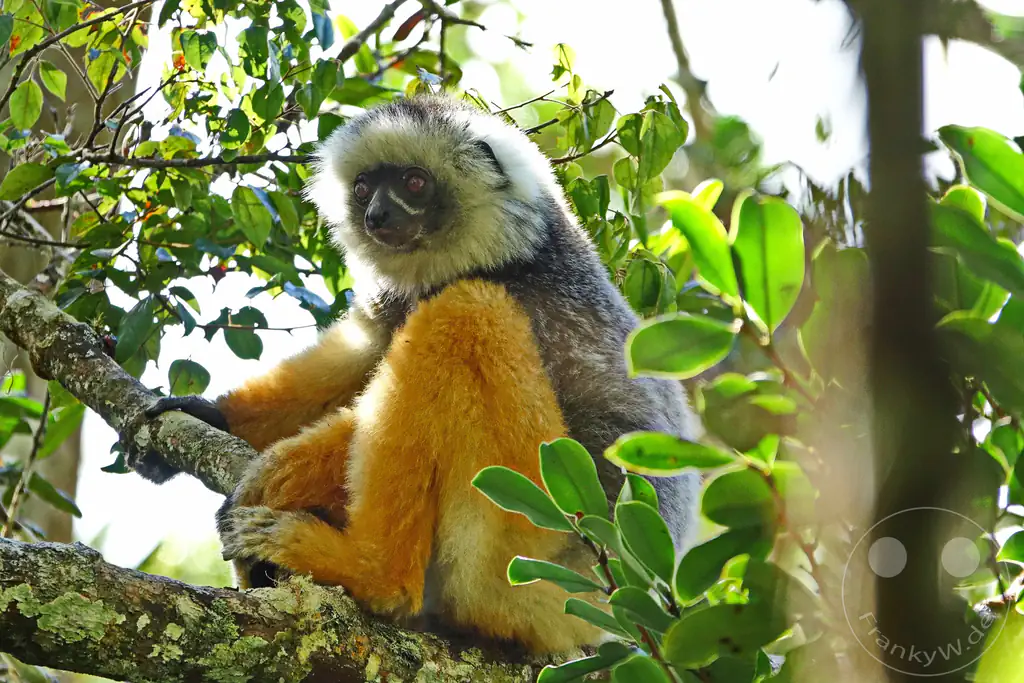 Madagaskar - Andasibe - Nationalpark Réserve spéciale d'Analamazaotra - Lemuren Sifakas
