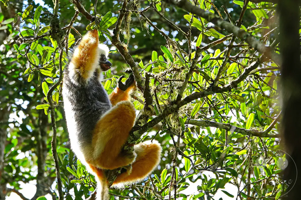 Madagaskar - Andasibe - Nationalpark Réserve spéciale d'Analamazaotra - Lemuren Sifakas