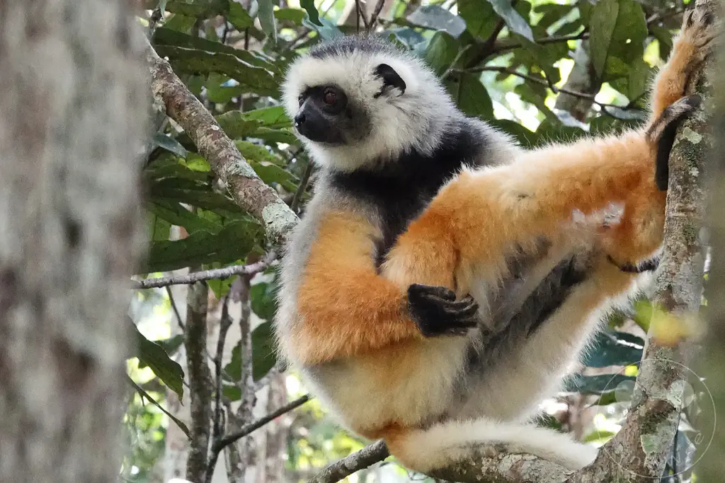 Madagaskar - Andasibe - Nationalpark Réserve spéciale d'Analamazaotra - Lemuren Sifakas