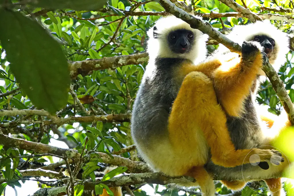 Madagaskar - Andasibe - Nationalpark Réserve spéciale d'Analamazaotra - Lemuren Sifakas