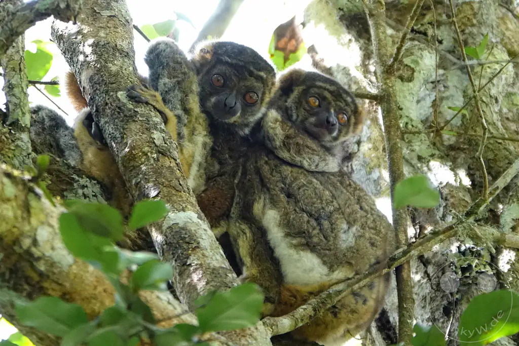 Madagaskar - Andasibe - Nationalpark Réserve spéciale d'Analamazaotra - Lemuren Wollmakis