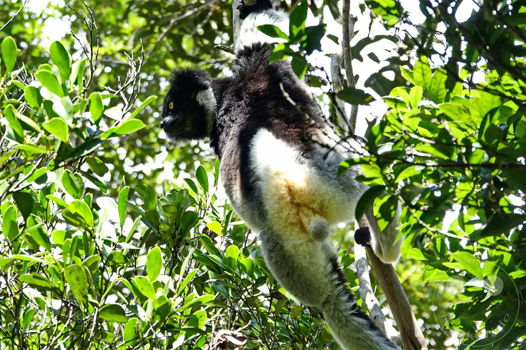 Madagaskar - Andasibe - Nationalpark Réserve spéciale d'Analamazaotra - Lemuren Indri Indri
