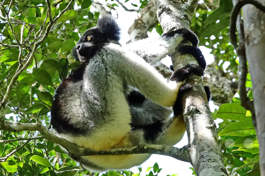 Madagaskar - Andasibe - Nationalpark Réserve spéciale d'Analamazaotra - Lemuren Indri Indri