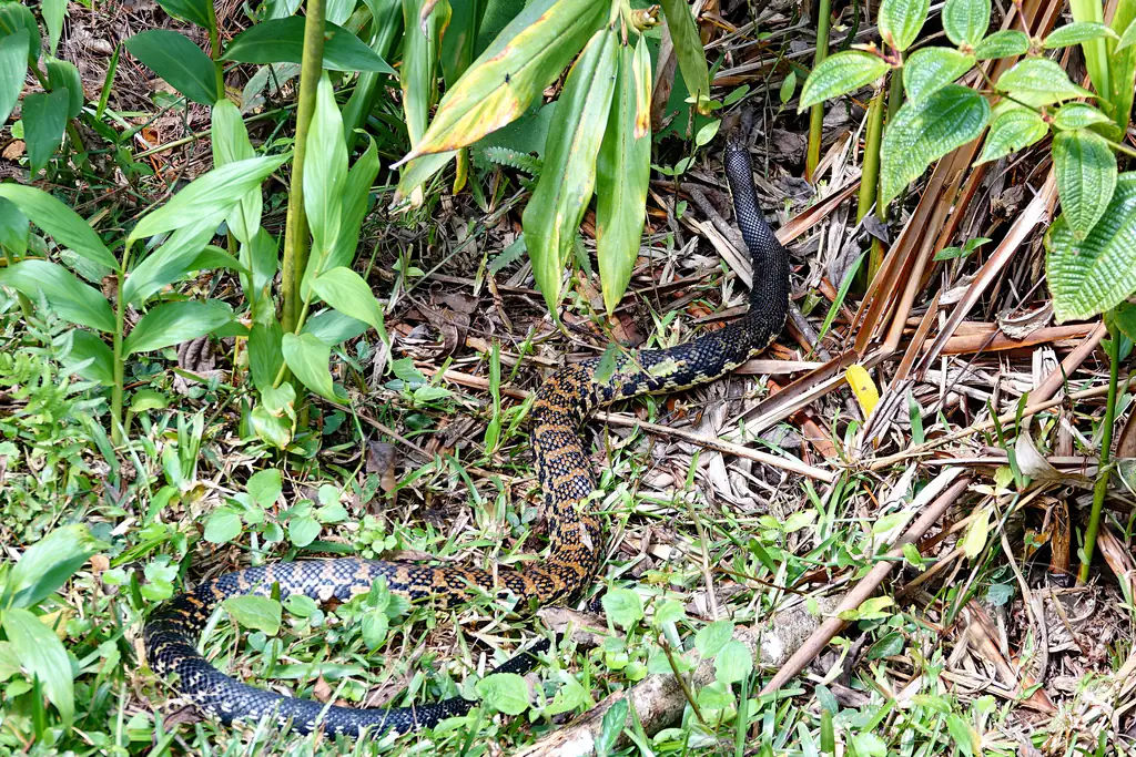 Madagaskar - Andasibe - Nationalpark Réserve spéciale d'Analamazaotra - Madagaskar-Hakennasennatter (Leioheterodon madagascariensis)