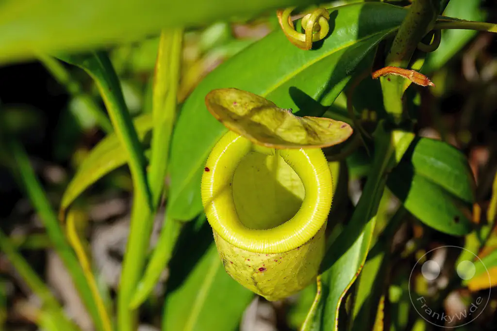 Madagaskar - Palmarium Reserve - Nepenthes Kanne - Fleischfressende Pflanze