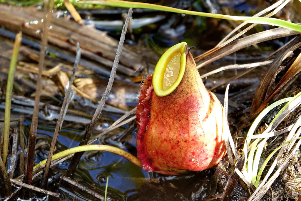 Madagaskar - Palmarium Reserve - Nepenthes Kanne - Fleischfressende Pflanze