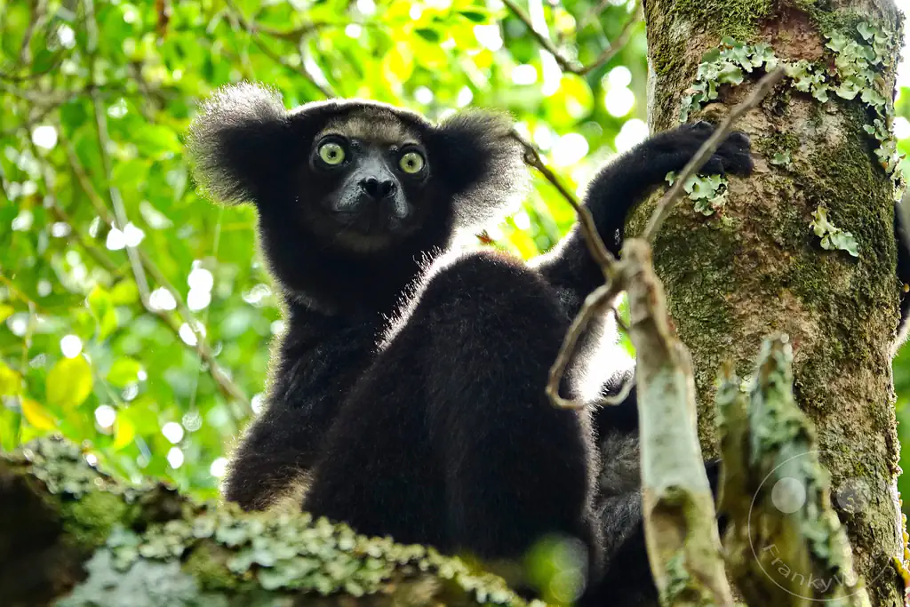 Madagaskar - Palmarium Reserve - Lemuren Indri Indri