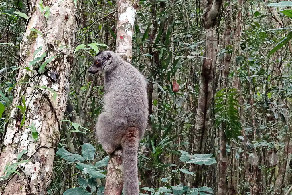 Madagaskar - Palmarium Reserve - Lemuren Kronenmaki