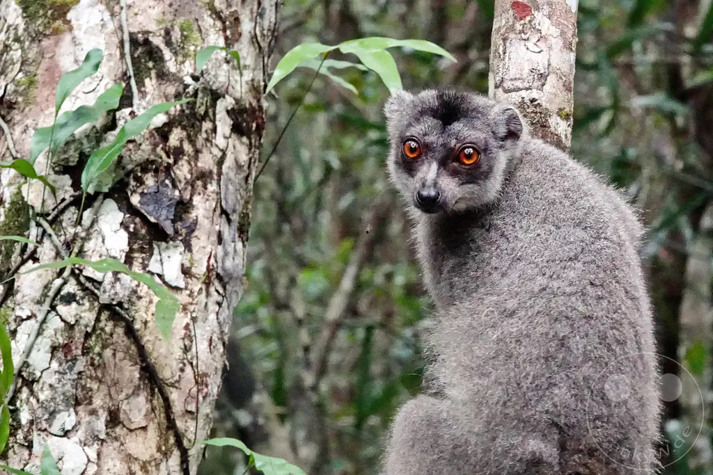 Madagaskar - Palmarium Reserve - Lemuren Kronenmaki