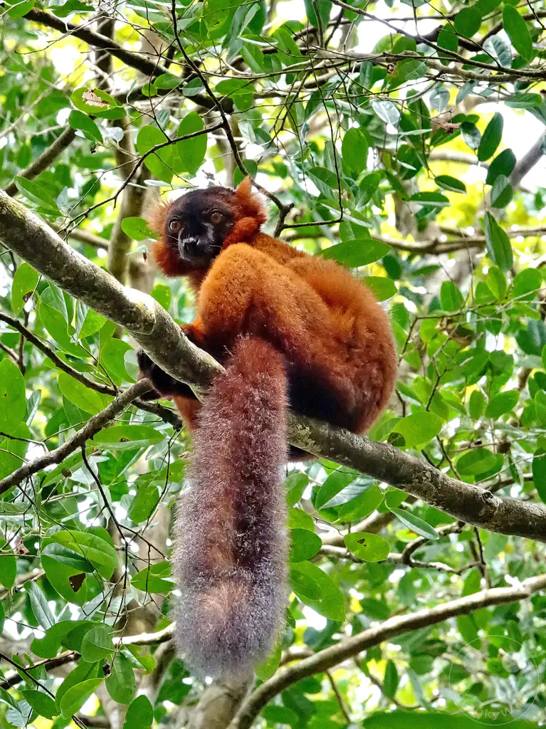 Madagaskar - Palmarium Reserve - Lemuren Roter Vari