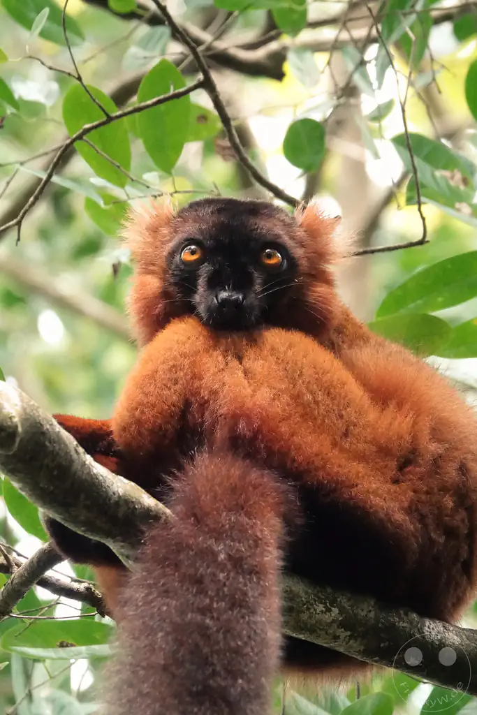 Madagaskar - Palmarium Reserve - Lemuren Roter Vari