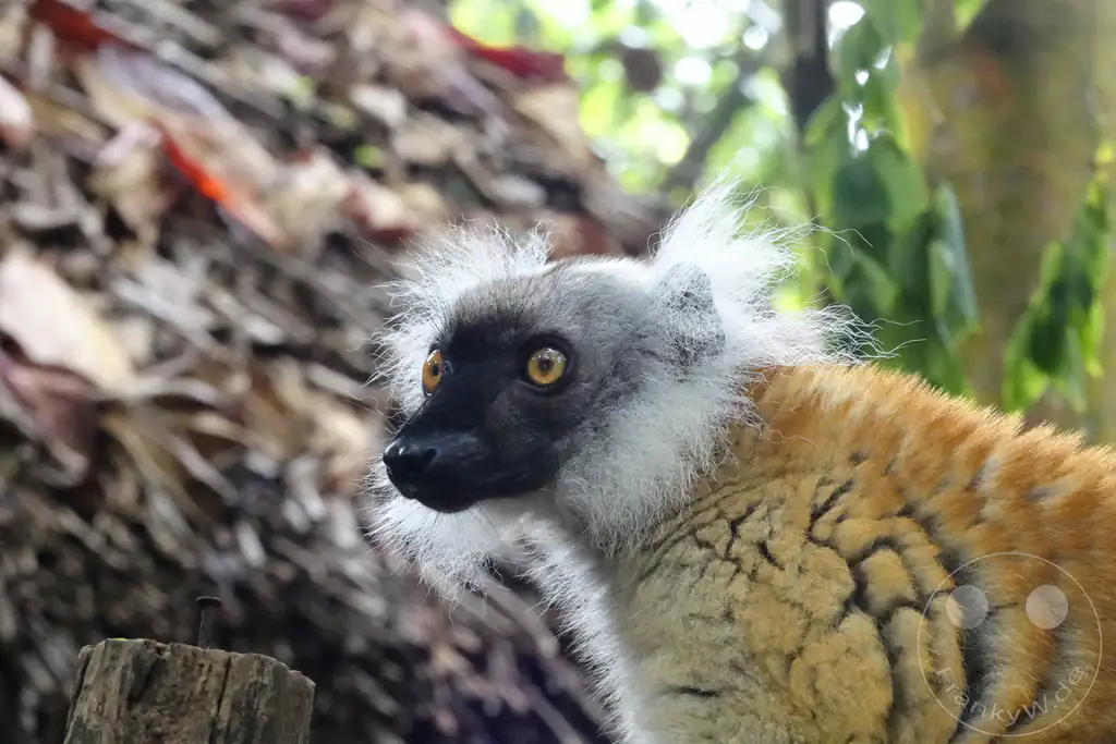 Madagaskar - Palmarium Reserve - Lemuren Mohrenmaki (Eulemur macaco)