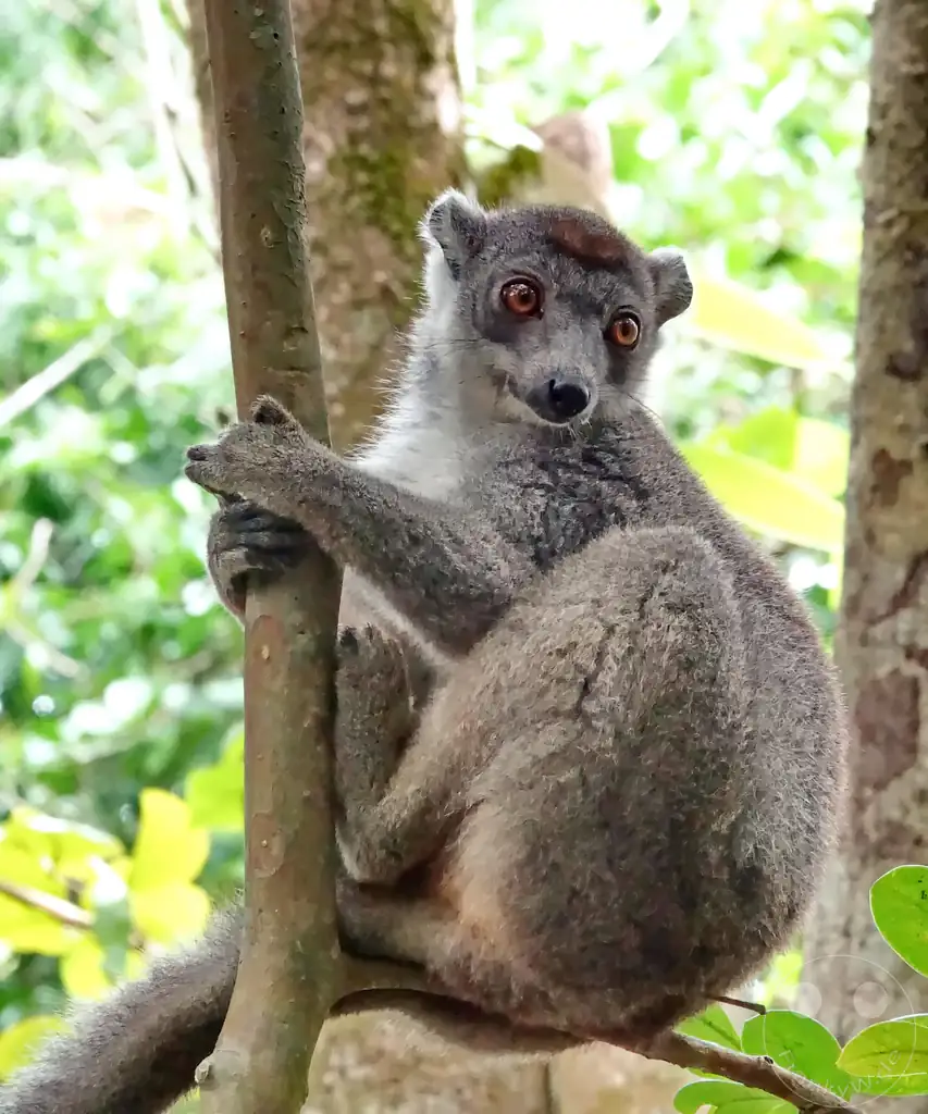 Madagaskar - Palmarium Reserve - Lemuren Kronenmaki