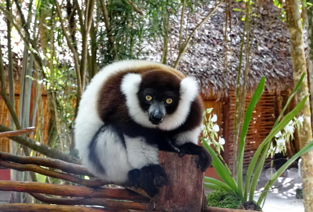 Madagaskar - Palmarium Reserve - Lemuren Schwarzweißer Vari (Varecia variegata)
