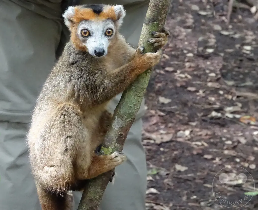 Madagaskar - Palmarium Reserve - Lemuren Kronenmaki