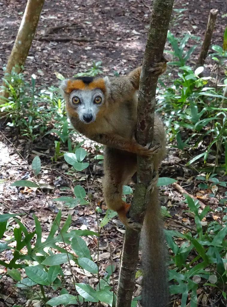 Madagaskar - Palmarium Reserve - Lemuren Kronenmaki