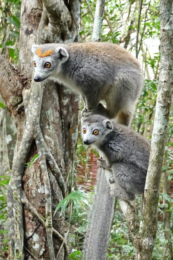Madagaskar - Palmarium Reserve - Lemuren Kronenmaki