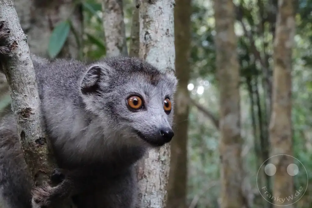 Madagaskar - Palmarium Reserve - Lemuren Kronenmaki