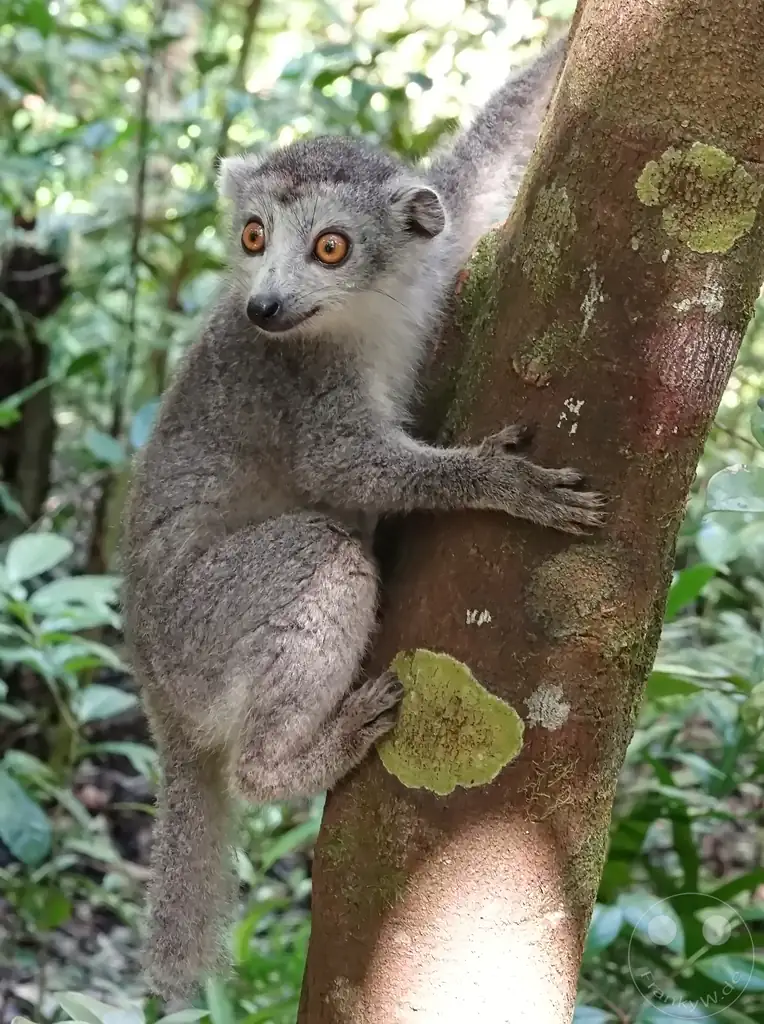 Madagaskar - Palmarium Reserve - Lemuren Kronenmaki