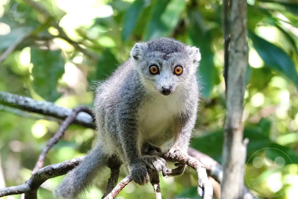 Madagaskar - Palmarium Reserve - Lemuren Kronenmaki