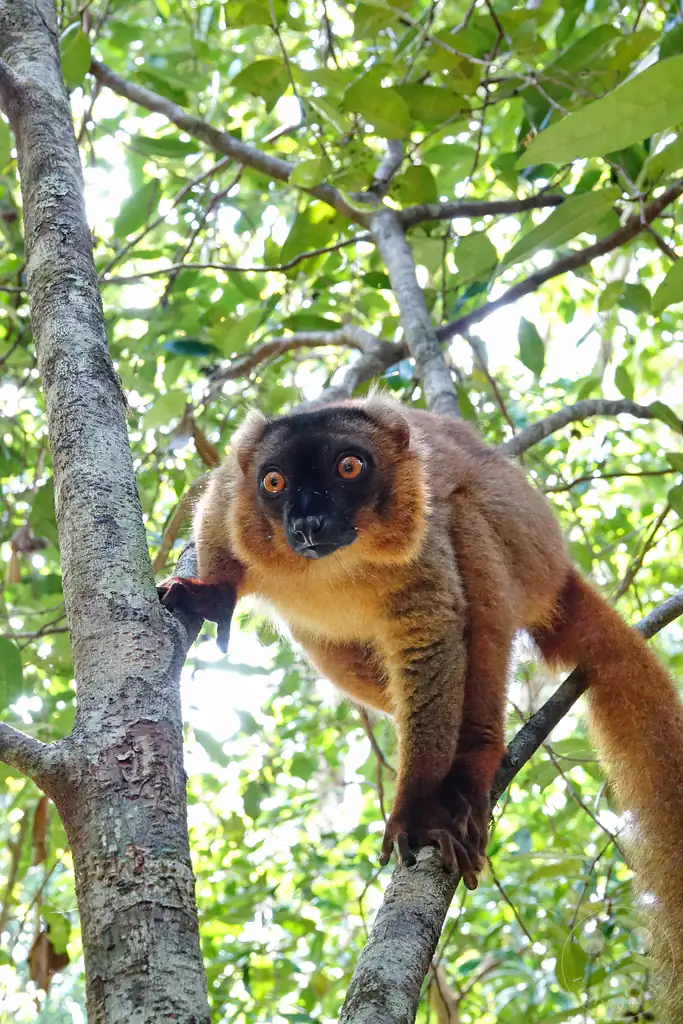 Madagaskar - Palmarium Reserve - Lemuren Brauner Maki