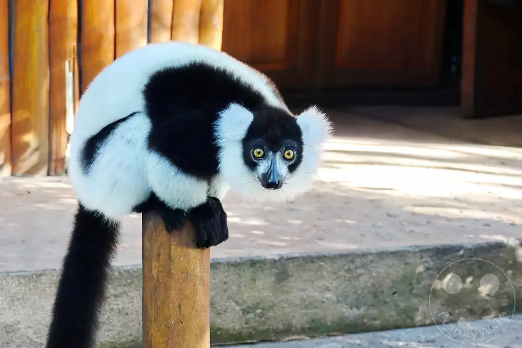Madagaskar - Palmarium Reserve - Lemuren Schwarzweißer Vari (Varecia variegata)