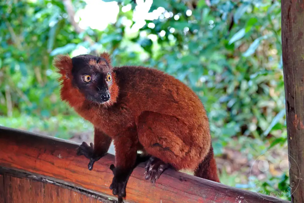 Madagaskar - Palmarium Reserve - Lemuren Brauner Maki
