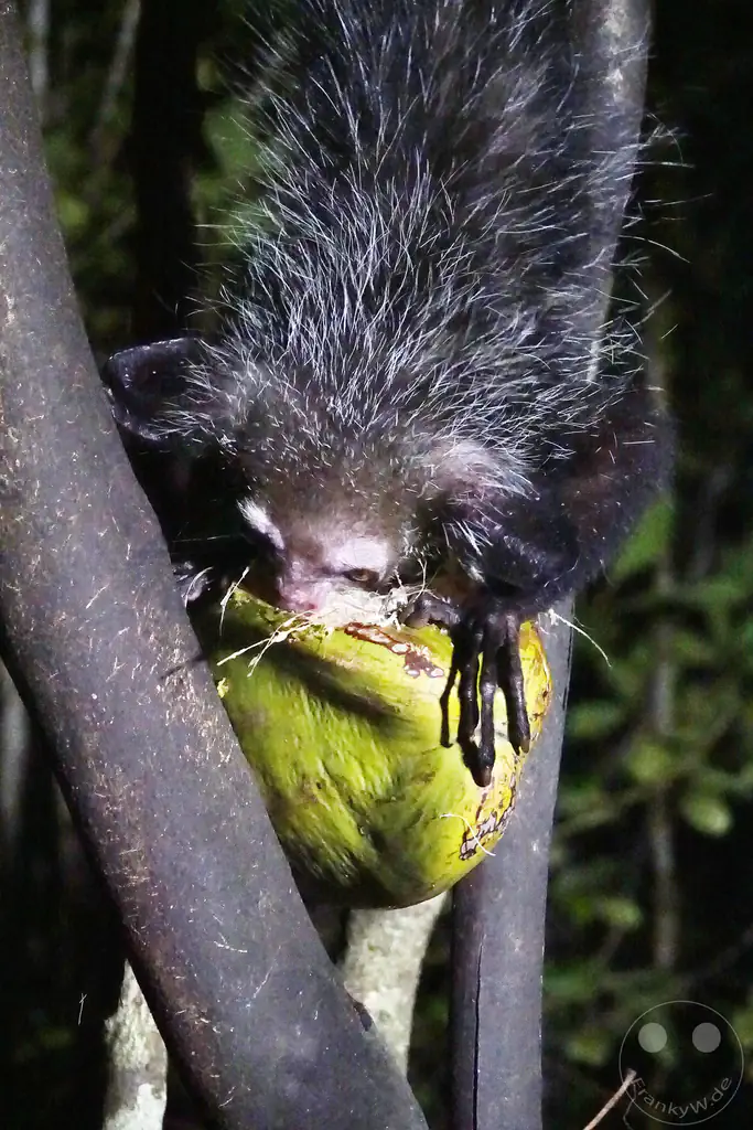 Madagaskar - Aye-aye Island - Fingertier - Lemur Aye-Aye (Daubentonia madagascariensis)