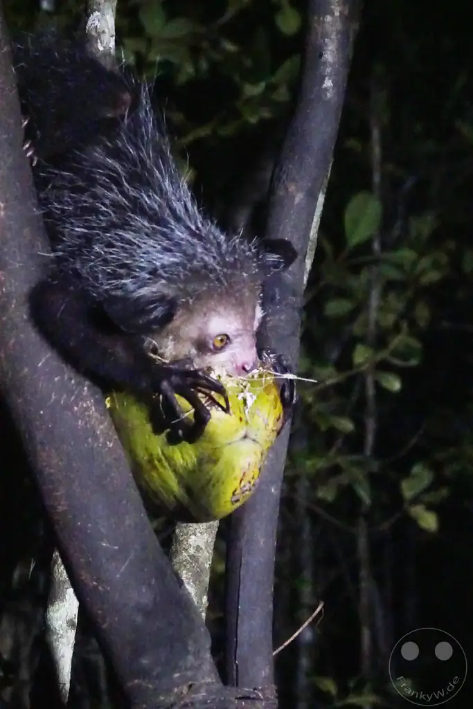 Madagaskar - Aye-aye Island - Fingertier - Lemur Aye-Aye (Daubentonia madagascariensis)