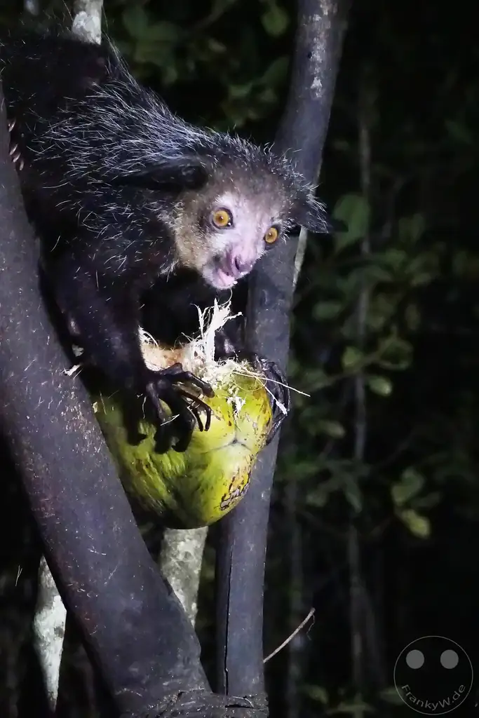 Madagaskar - Aye-aye Island - Fingertier - Lemur Aye-Aye (Daubentonia madagascariensis)