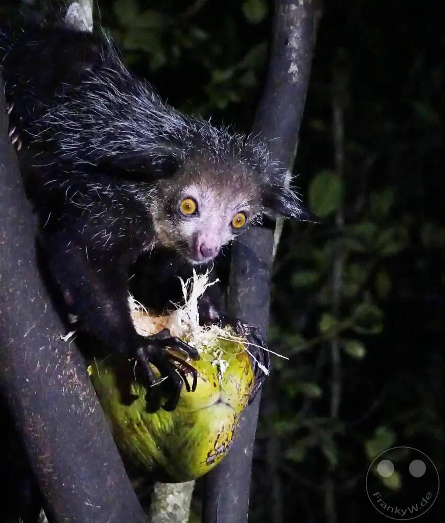 Madagaskar - Aye-aye Island - Fingertier - Lemur Aye-Aye (Daubentonia madagascariensis)