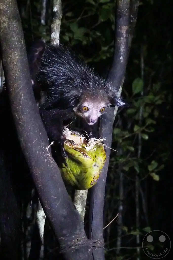 Madagaskar - Aye-aye Island - Fingertier - Lemur Aye-Aye (Daubentonia madagascariensis)