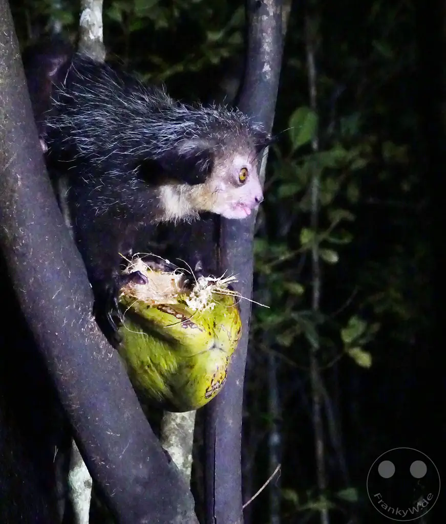 Madagaskar - Aye-aye Island - Fingertier - Lemur Aye-Aye (Daubentonia madagascariensis)