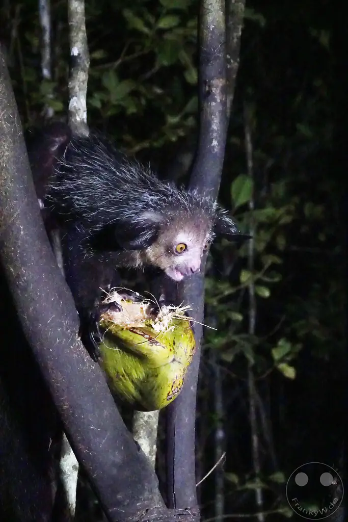 Madagaskar - Aye-aye Island - Fingertier - Lemur Aye-Aye (Daubentonia madagascariensis)